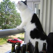 Blanding af racer bambus OBS: gives væk