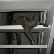Huskat Blåsom