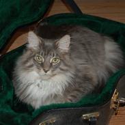 Maine Coon Charles Hamilton