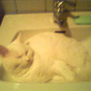 Blanding af racer Snebold (i Randers)