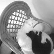 Blanding af racer Snebold (i Randers)