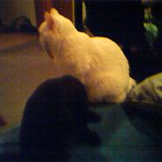 Blanding af racer Snebold (i Randers)