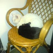 Blanding af racer Snebold (i Randers)