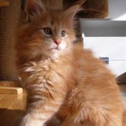 Maine Coon Don Diego