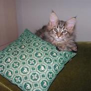 Maine Coon Zoffi