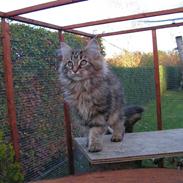 Maine Coon Zoffi