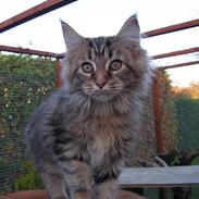 Maine Coon Zoffi