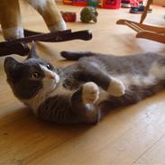 Blanding af racer missi