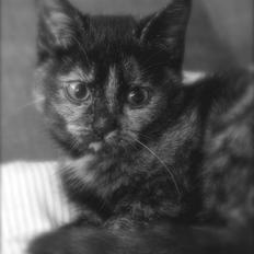 Huskat Mifune -- Flyttet