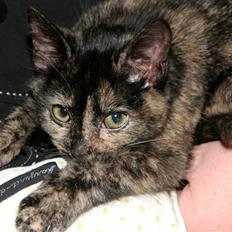 Huskat Mifune -- Flyttet