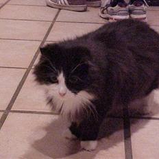 Blanding af racer Anton/Nullermand