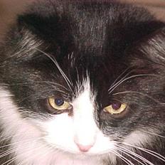 Blanding af racer Anton/Nullermand