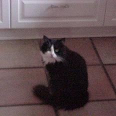 Blanding af racer Anton/Nullermand