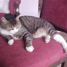 Blanding af racer Frans/ Fedberg R.I.P