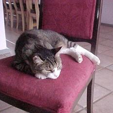 Blanding af racer Frans/ Fedberg R.I.P