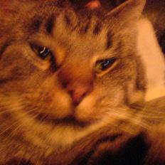 Blanding af racer midten