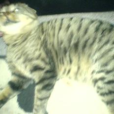 Blanding af racer midten