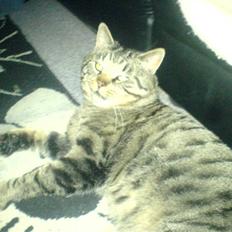 Blanding af racer midten