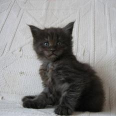 Maine Coon Holy Smoke