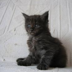 Maine Coon Holy Smoke