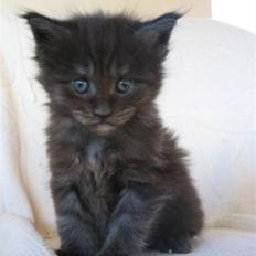 Maine Coon Holy Smoke