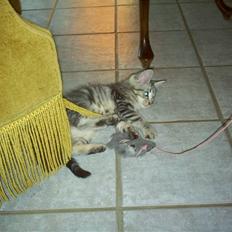 Blanding af racer Duchess