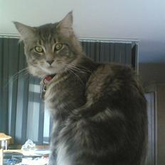 Maine Coon Schumacher