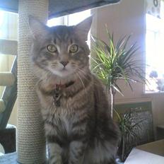 Maine Coon Schumacher