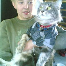 Maine Coon Schumacher