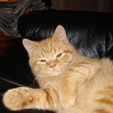 British Shorthair Ollie og Lodberg