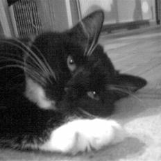 Huskat Lille-mis | Miss håsum