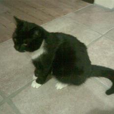 Huskat Lille-mis | Miss håsum