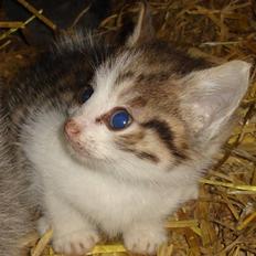 Huskat VRCL's Mini Oskar *RIP*