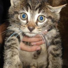 Huskat VRCL's Tiger *SOLGT*