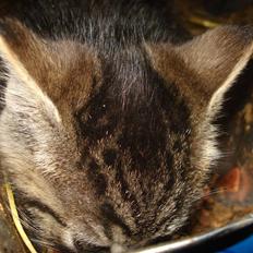 Huskat VRCL's Tiger *SOLGT*