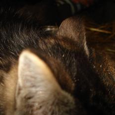 Huskat VRCL's Tiger *SOLGT*