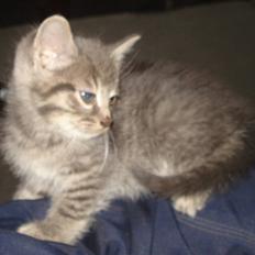 Huskat VRCL's  Bølle Bob *SOLGT*