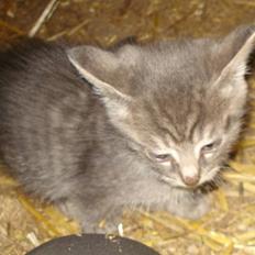 Huskat VRCL's  Bølle Bob *SOLGT*