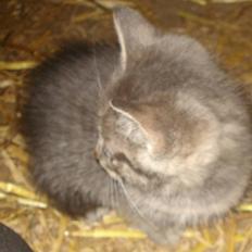 Huskat VRCL's  Bølle Bob *SOLGT*