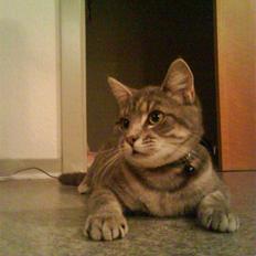 Blanding af racer Malue