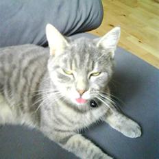 Blanding af racer Malue