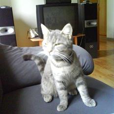 Blanding af racer Malue