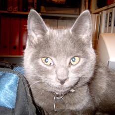 Blanding af racer Mitzie