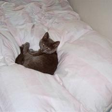 Blanding af racer Mitzie