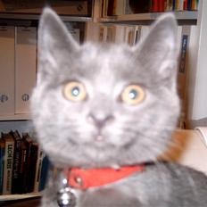 Blanding af racer Mitzie