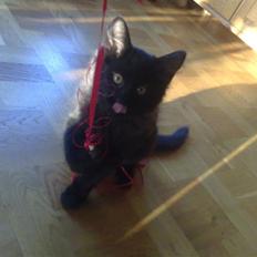 Huskat Han har intet navn endnu