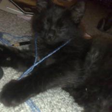 Huskat Han har intet navn endnu