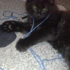 Huskat Han har intet navn endnu