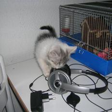 Blanding af racer Ib