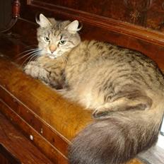 Blanding af racer Muddie (Floffy)